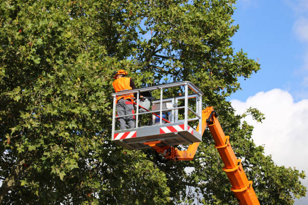 The Steps Involved in Our Tree Care Process in Collinsville, VA